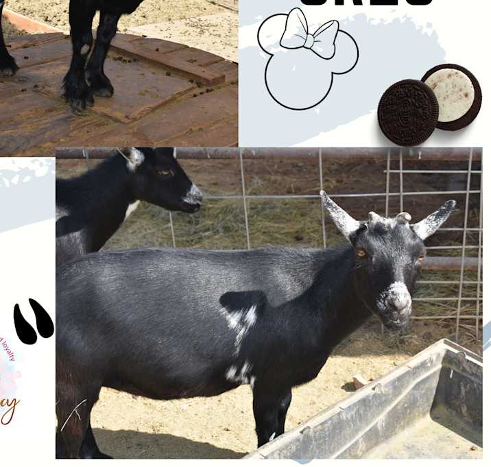 Photo of Minnie & Oreo