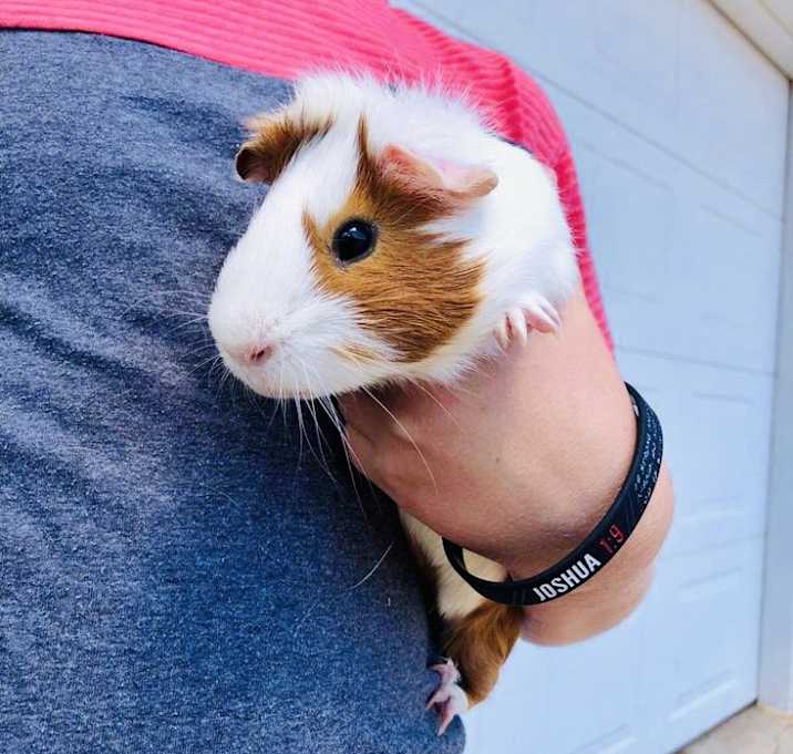 Photo of Dewey