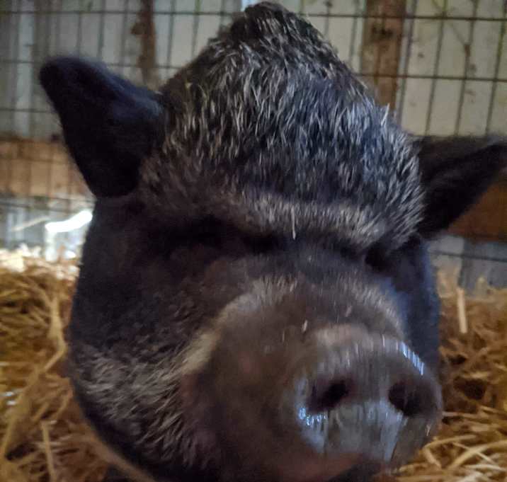 Photo of Penelope Pigglesworth