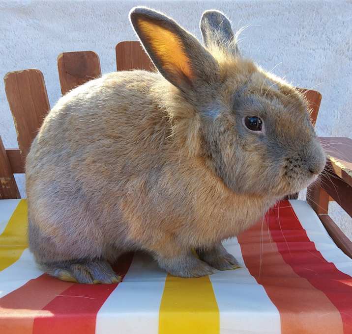 Photo of Cinnamon