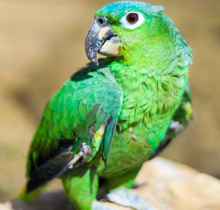 Photo of Petri