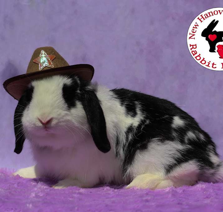 Photo of Hopper