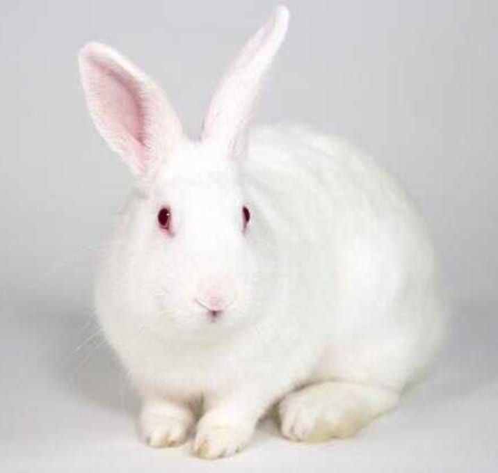 Photo of Flop