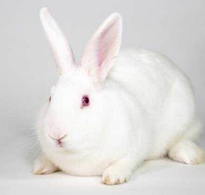 Photo of Flip