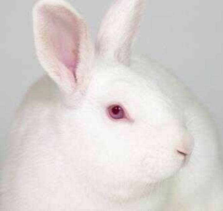 Photo of Chip