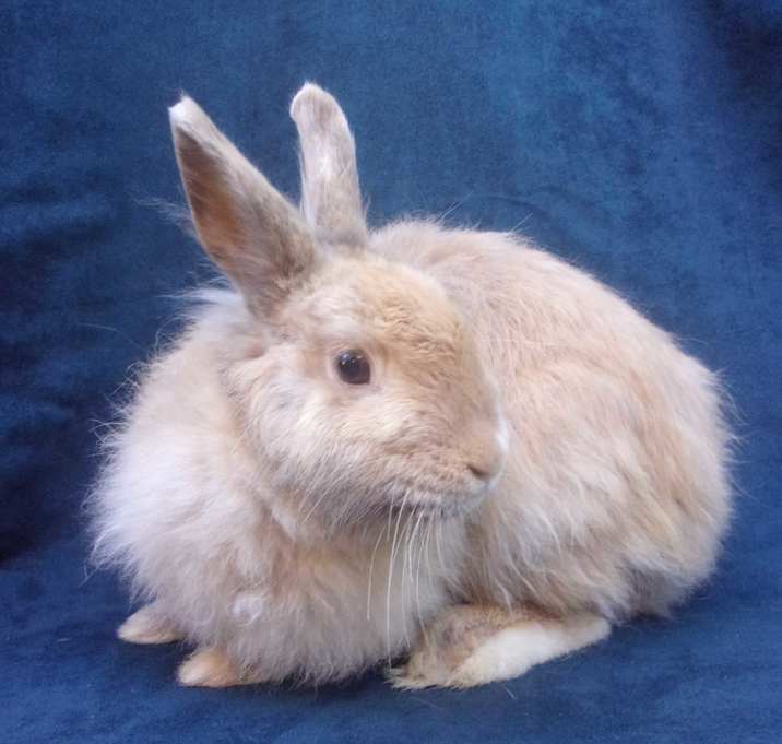 Photo of Audrey Hepbun
