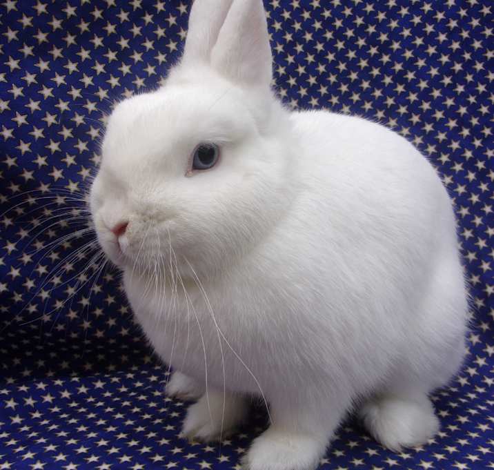 Photo of Fifi  (a.k.a Aviva)