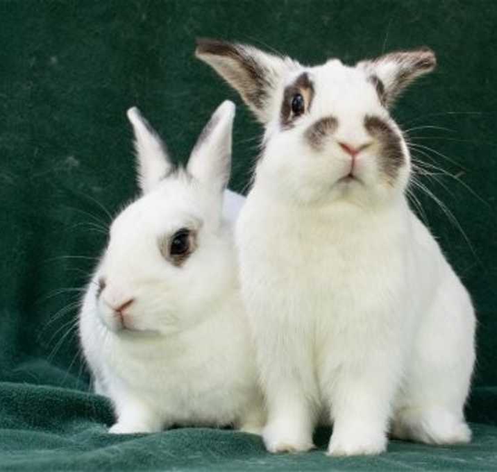 Photo of Tewkesbury & Tootsie