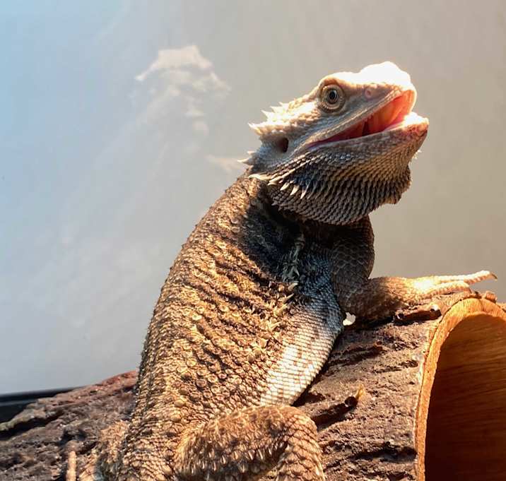 Photo of Miso