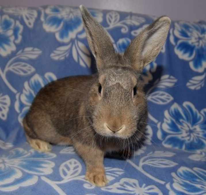Photo of Lamont