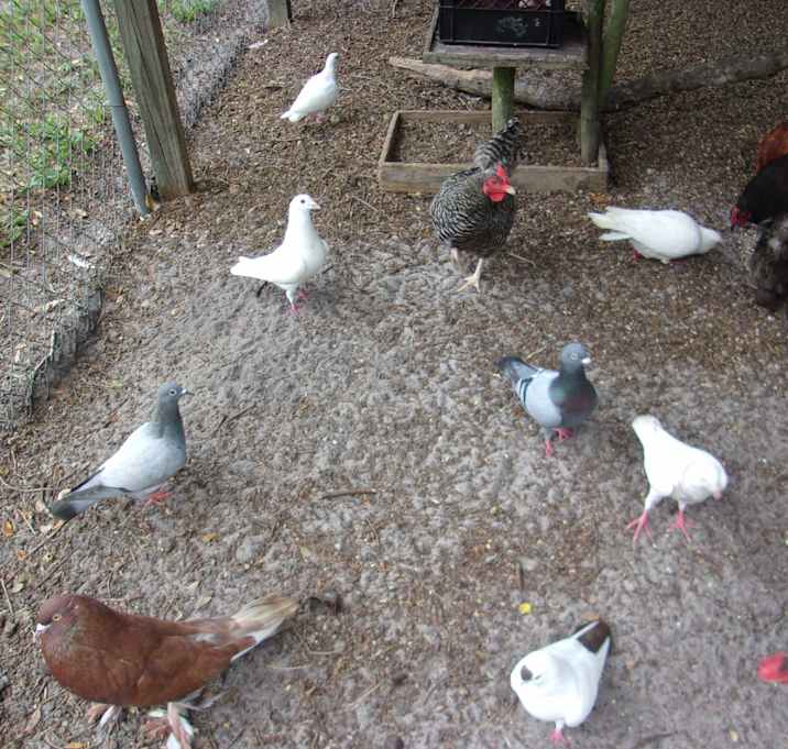 Photo of Pigeons :o)