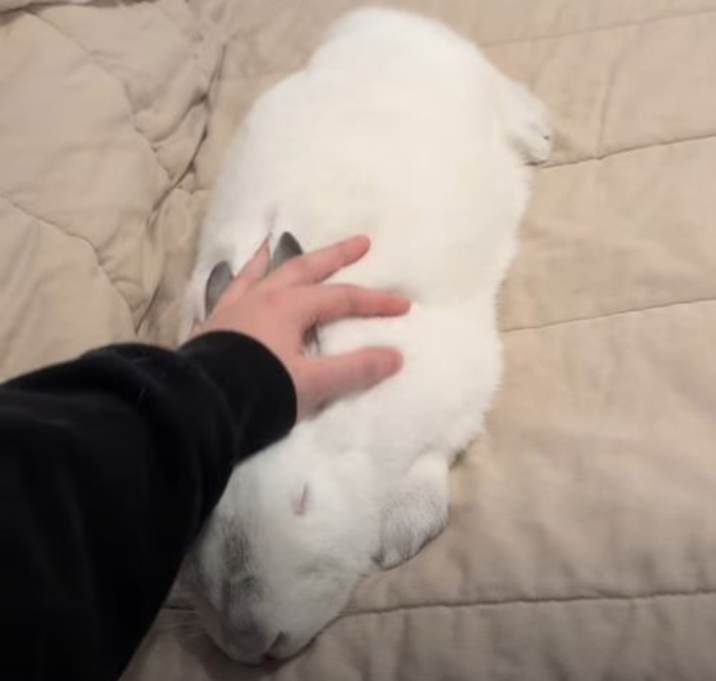 Photo of Rizzo #2