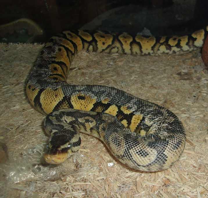 Photo of Ball Pythons (4)