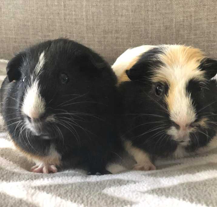 Photo of Lil Red & Buster