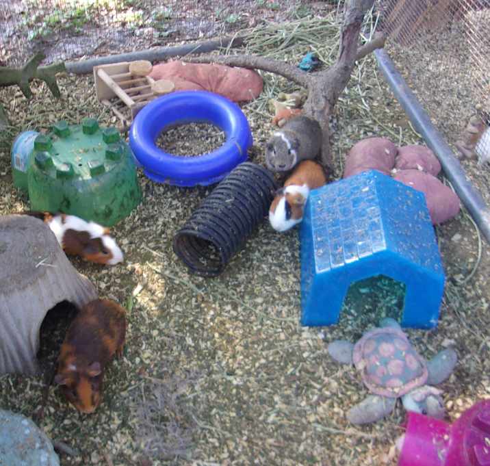 Photo of Guinea Pigs (4M & 2F)