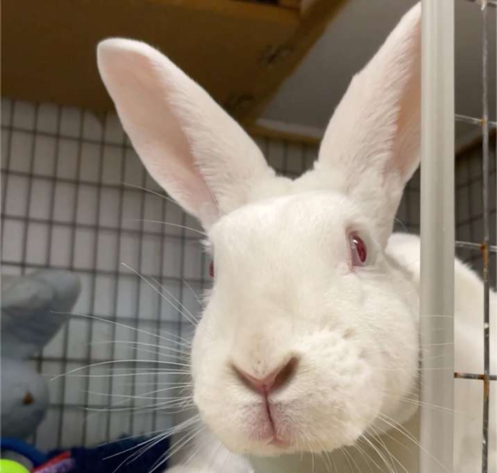 Photo of Pearl