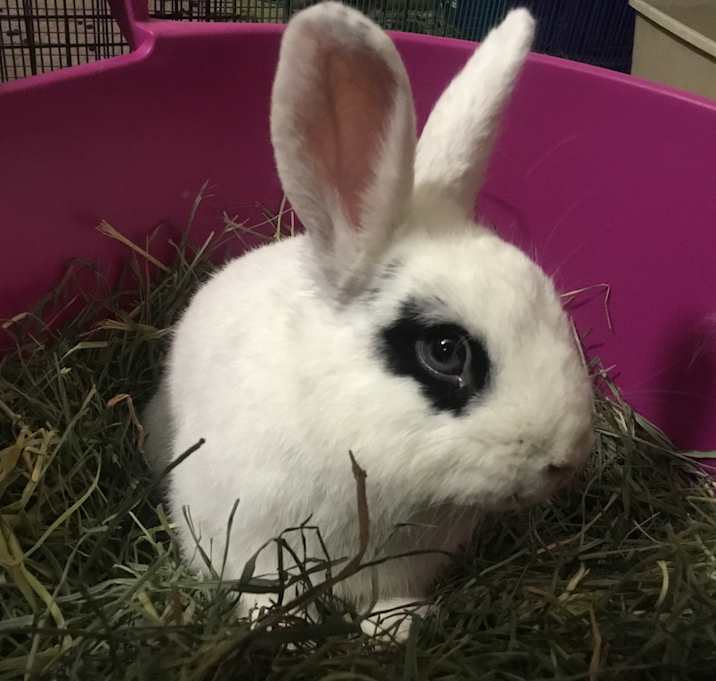 Photo of Gatsby