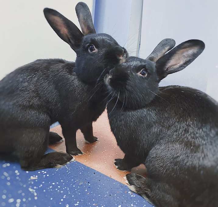 Photo of Jelly & Bean