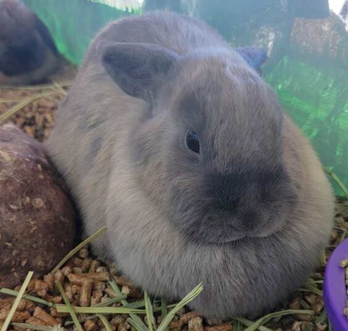 Photo of Bunnies