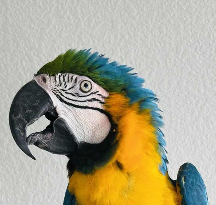 Photo of Paco