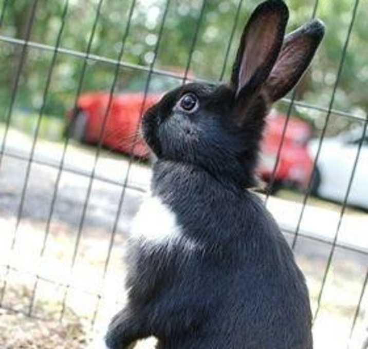 Photo of Laila