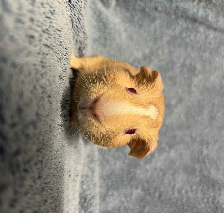 Photo of Gazey