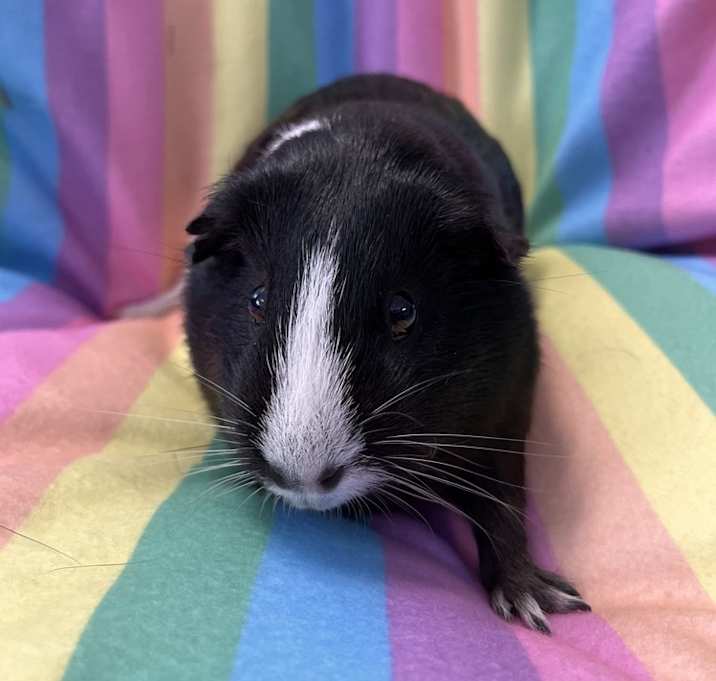 Photo of Nebula