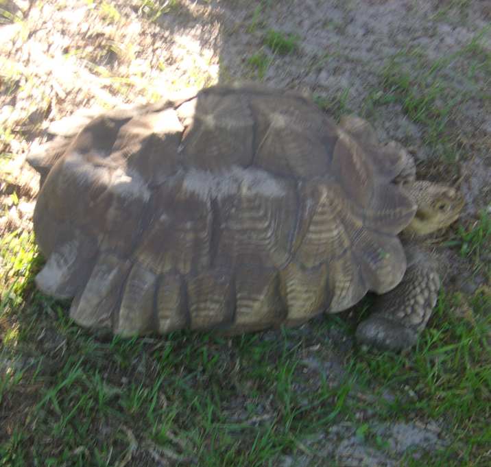Photo of Sulcata Tortoises-6