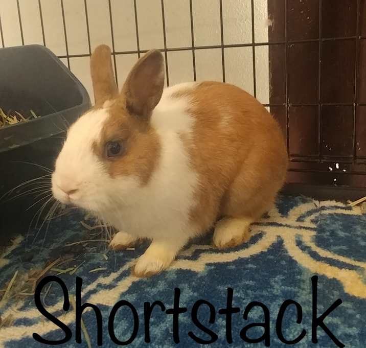 Photo of Shortstack