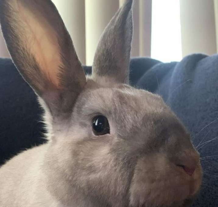 Photo of Minx