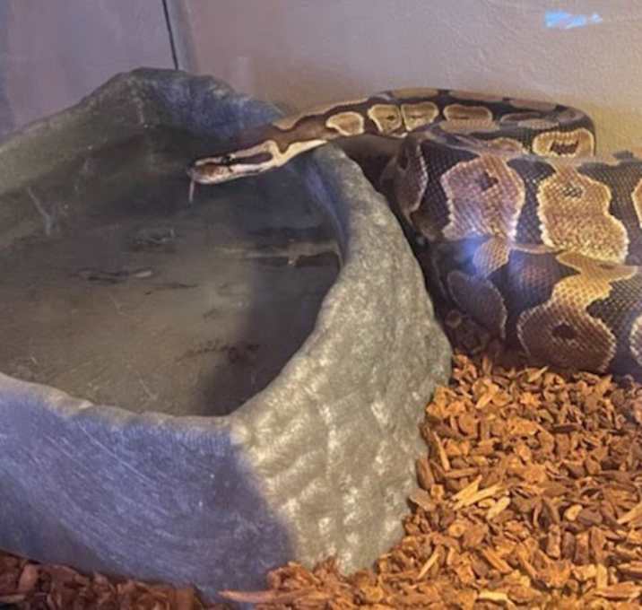 Photo of Sand Dollar Reeses