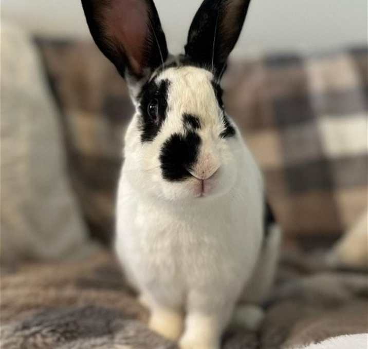 Photo of Brodie
