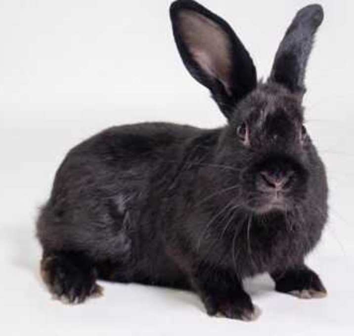 Photo of Shadow