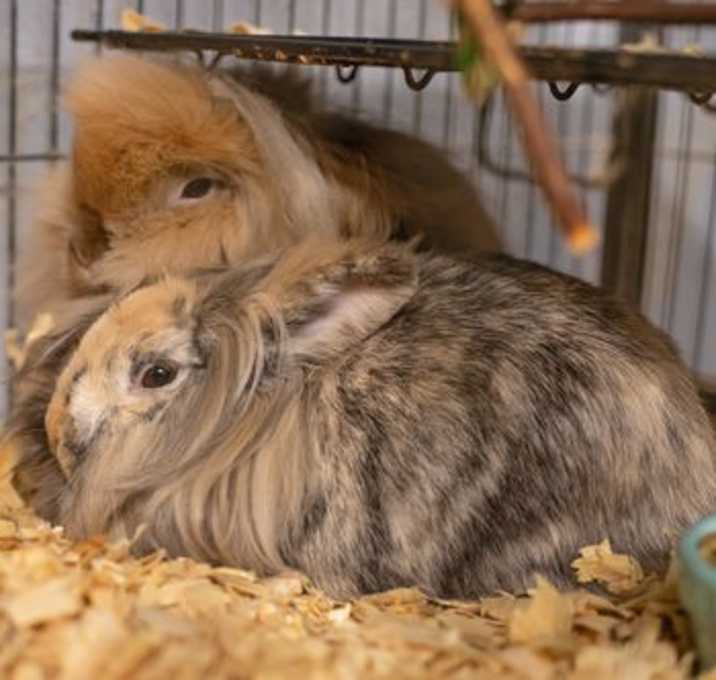 Photo of Flopsy & Mopsy