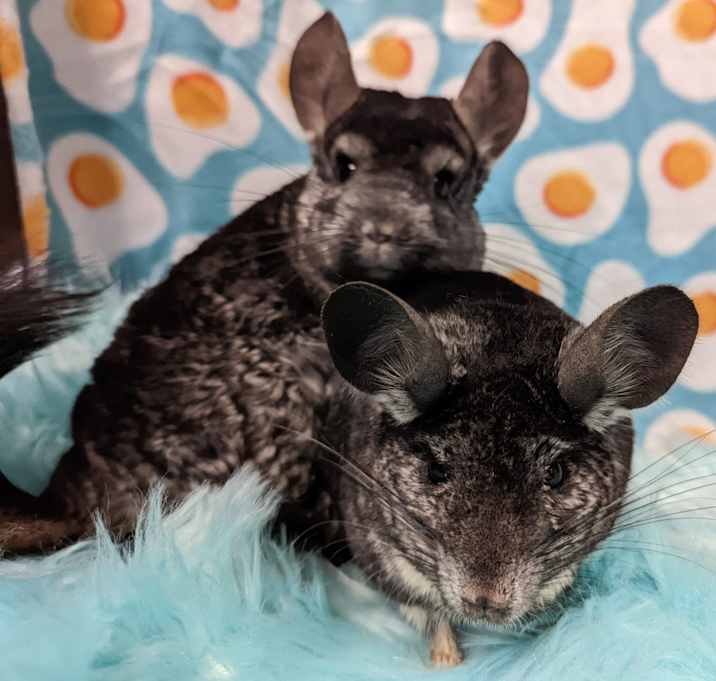 Photo of Pablo & Sid