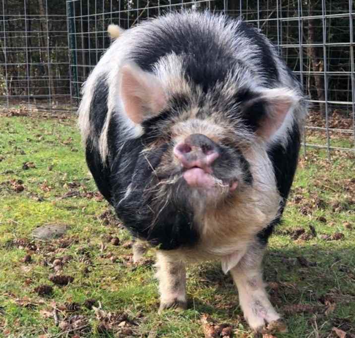 Photo of Bentley
