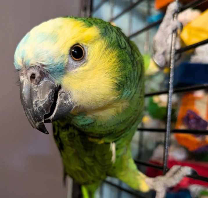 Photo of Archie