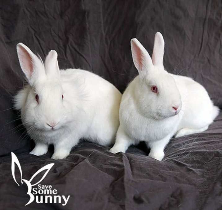 Photo of Pebbles (and BamBam)