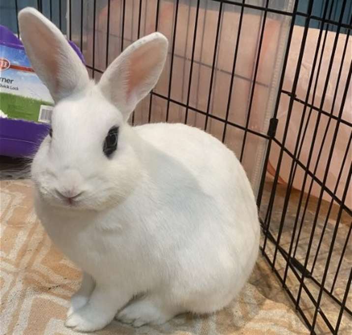 Photo of Luna's Mars Rabbit KIT