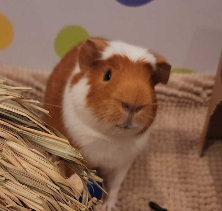 Photo of Caspian
