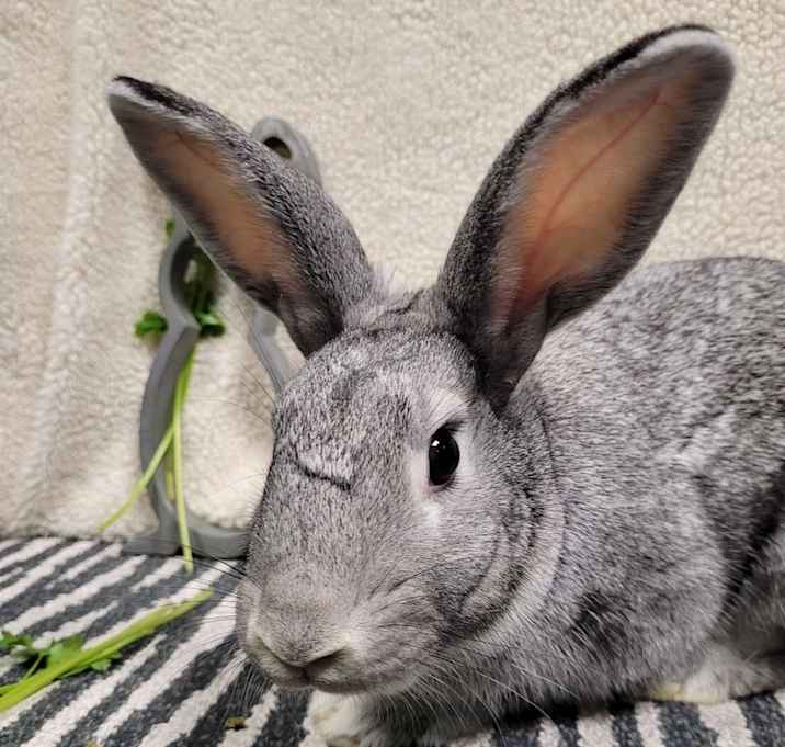 Photo of Thistle (Bonded to Rose & Peppermint)