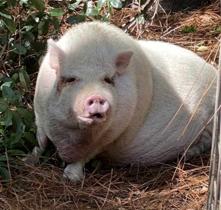 Photo of Aretha