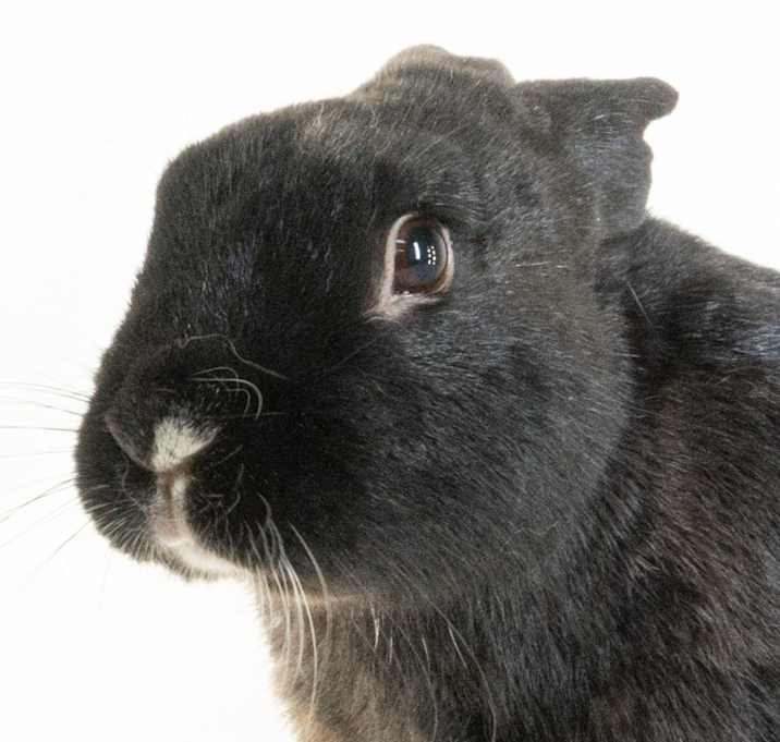 Photo of Pascal