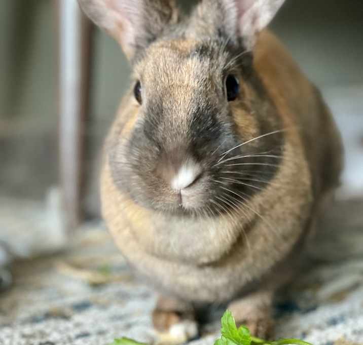Photo of Sunny