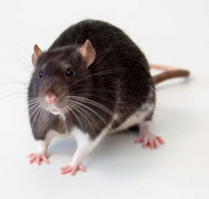 Photo of Remy
