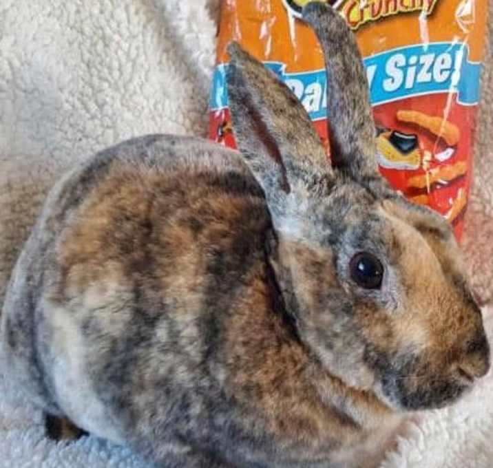 Photo of Cheeto