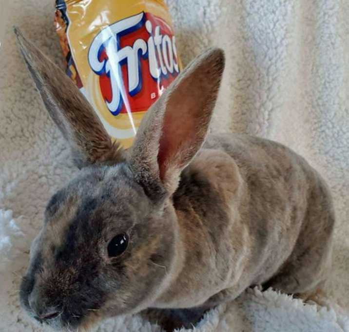 Photo of Frito