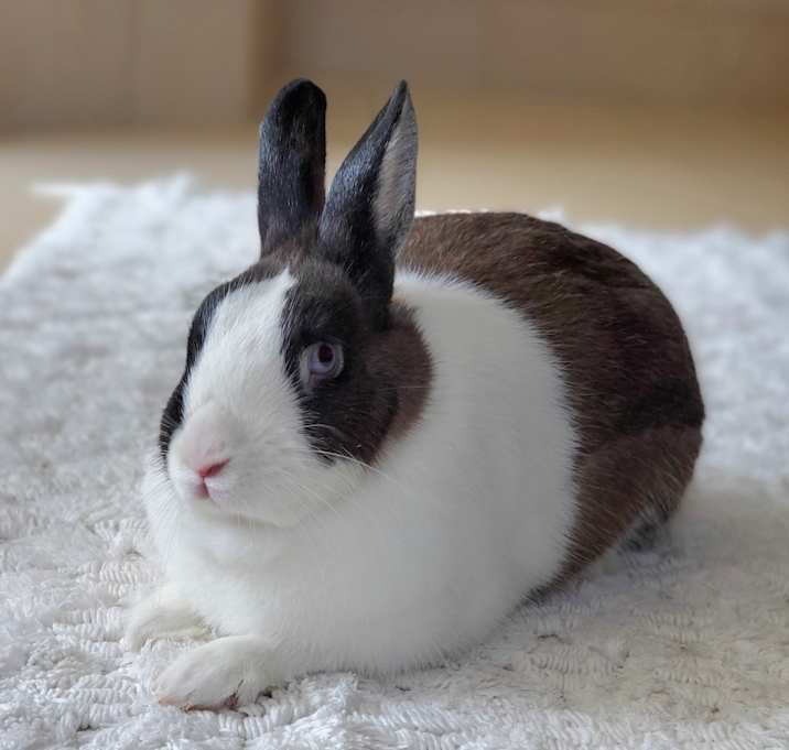 Photo of Bebe