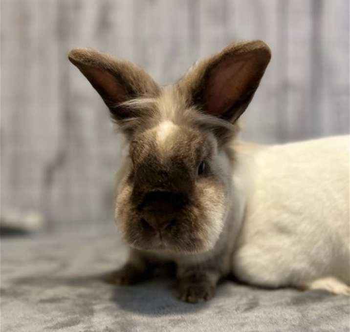 Photo of Comet