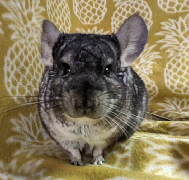 Photo of Chern